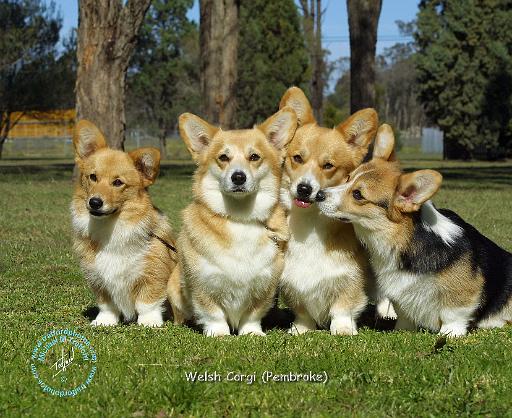 Welsh Corgi Pembroke 9M70D-20.JPG